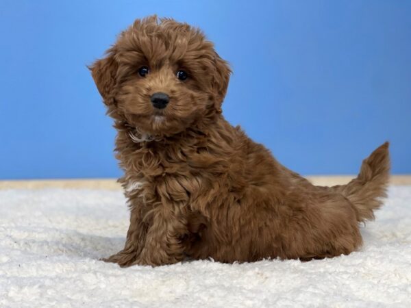 Goldendoodle Mini 2nd Gen Dog Male Red 21484 Petland Batavia, Illinois