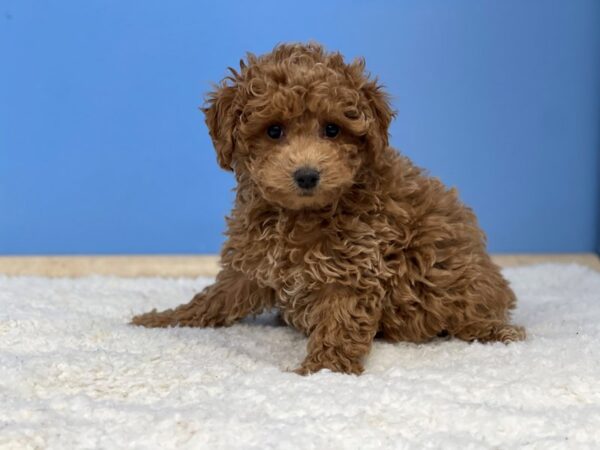 Goldendoodle Mini 2nd Gen Dog Female Red 21485 Petland Batavia, Illinois