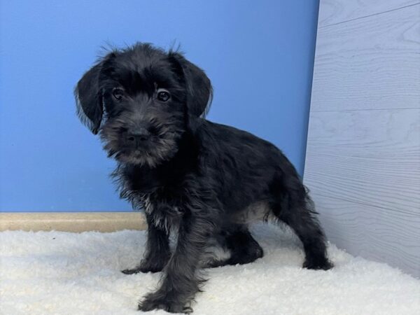 Miniature Schnauzer Dog Female Black 21494 Petland Batavia, Illinois