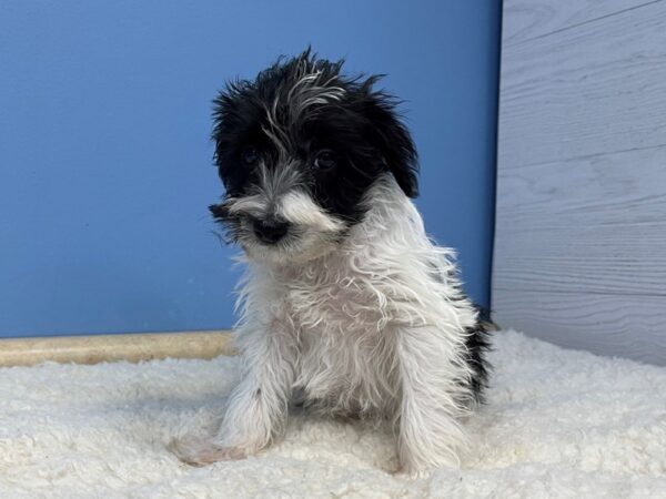 Miniature Schnauzer Dog Male Black and White Parti 21481 Petland Batavia, Illinois