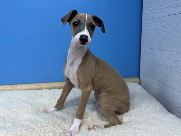 Italian Greyhound DOG Male Blue Fawn 21517 Petland Batavia, Illinois