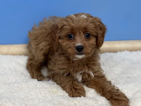 Cava Poo Dog Male Red 21528 Petland Batavia, Illinois