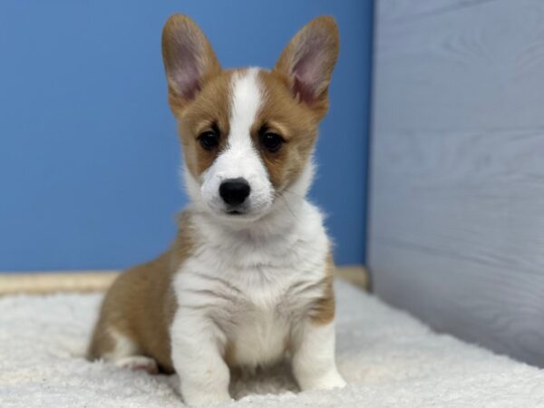 Pembroke Welsh Corgi Dog Male Red / White 21526 Petland Batavia, Illinois