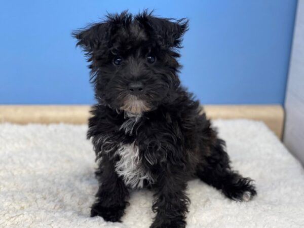 Schnoodle Dog Male Black 21523 Petland Batavia, Illinois