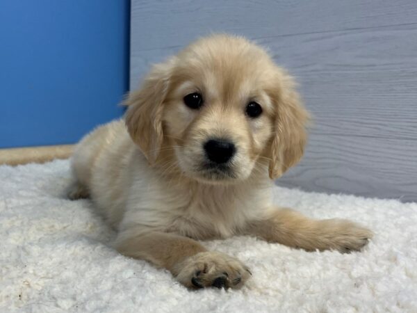 Golden Retriever-DOG-Female-Light Golden-21537-Petland Batavia, Illinois