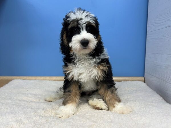 Bernedoodle Mini-Dog-Male-Black and White, Tan Points-21533-Petland Batavia, Illinois