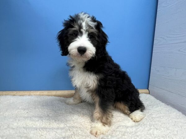 Bernedoodle Mini-Dog-Male-Black and White, Tan Points-21532-Petland Batavia, Illinois