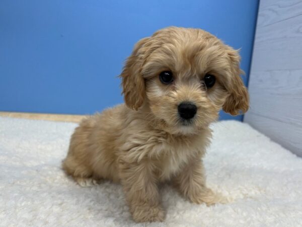 Cavachon-Dog-Male-Apricot-21546-Petland Batavia, Illinois