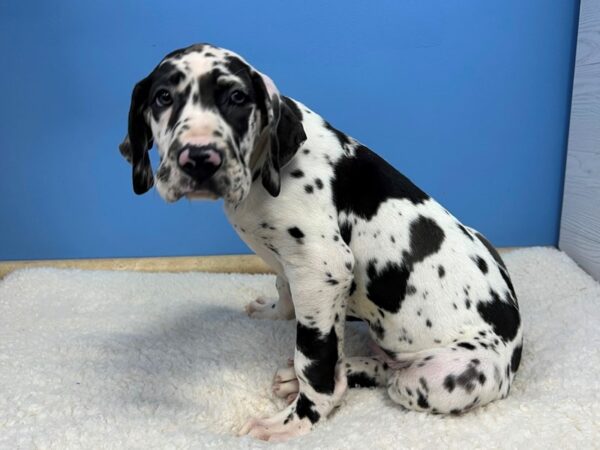 Great Dane DOG Male Harlequin 21543 Petland Batavia, Illinois