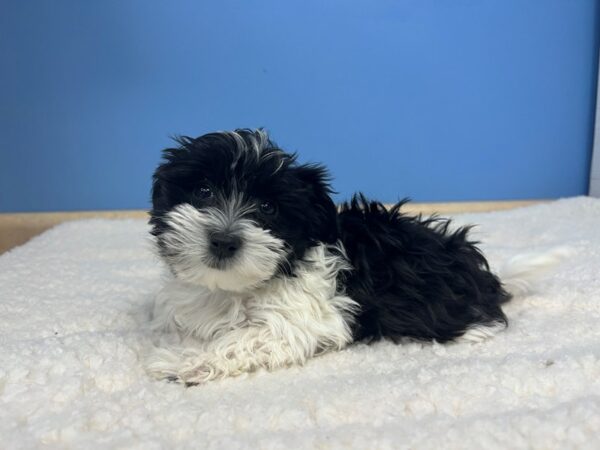 Havanese Dog Female Black 21555 Petland Batavia, Illinois