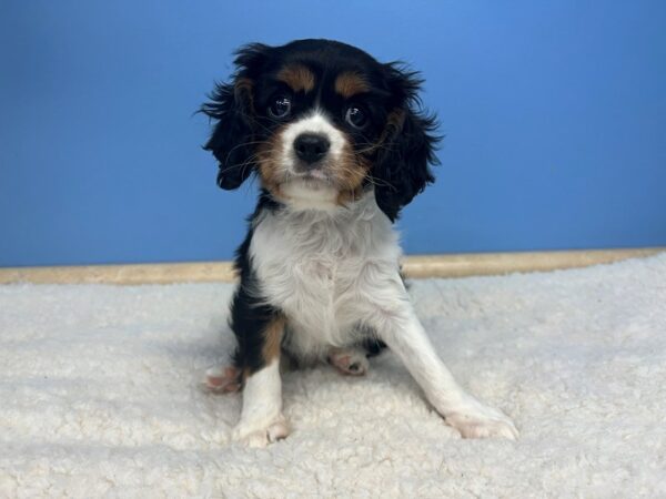 Cavalier King Charles Spaniel Dog Female Black / Tan 21554 Petland Batavia, Illinois