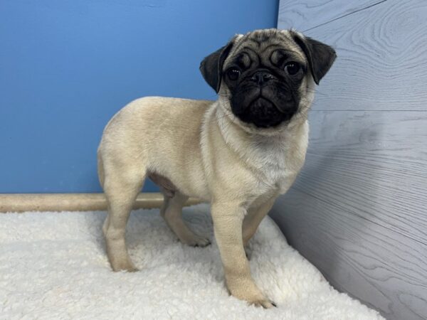 Pug-Dog-Male-Fawn-21559-Petland Batavia, Illinois