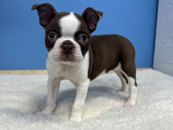 Boston Terrier Dog Male Seal / White 21553 Petland Batavia, Illinois