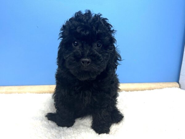 Cock A Poo 2nd Gen-DOG-Male-Black-21551-Petland Batavia, Illinois