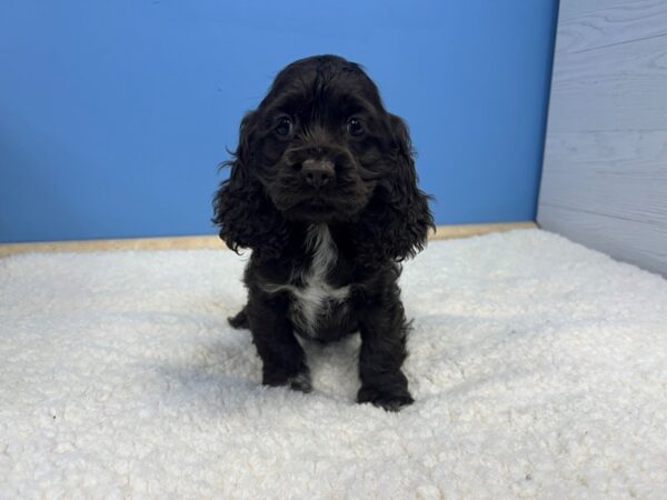 Cocker Spaniel Dog Female Chocolate 21561 Petland Batavia, Illinois