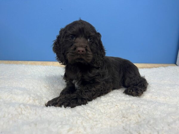 Cocker Spaniel Dog Male Chocolate 21560 Petland Batavia, Illinois