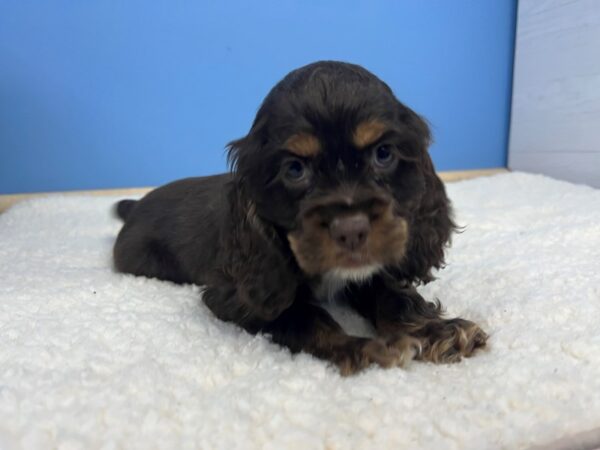 Cocker Spaniel-Dog-Female-Chocolate, Tan Points-21564-Petland Batavia, Illinois