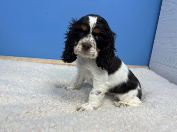 Cocker Spaniel Dog Female Chocolate and White, Tan Markings 21562 Petland Batavia, Illinois