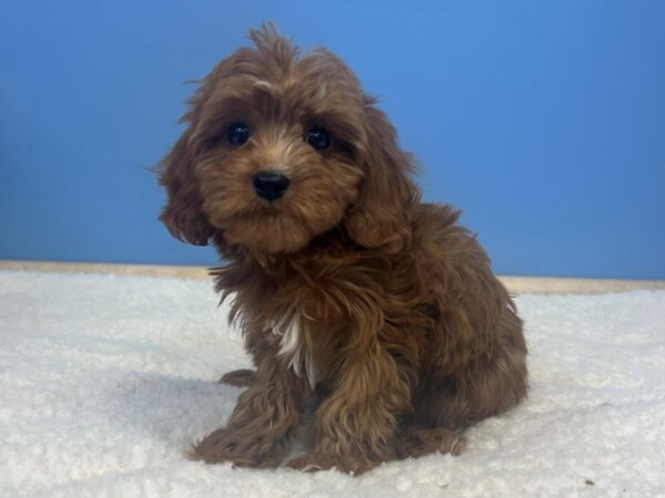 Cava Poo Dog Female Red 21573 Petland Batavia, Illinois