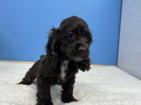 Cocker Spaniel Dog Male Chocolate 21563 Petland Batavia, Illinois