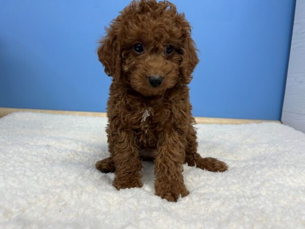 Goldendoodle Mini 2nd Gen Dog Male Red 21568 Petland Batavia, Illinois