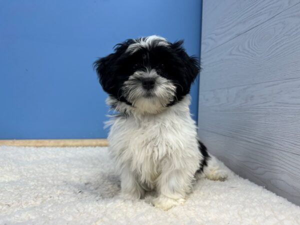 Teddy Bear Dog Male Black 21575 Petland Batavia, Illinois