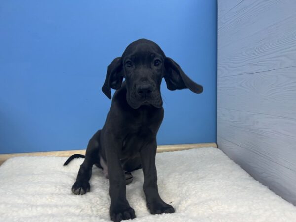 Great Dane Dog Male Black 21581 Petland Batavia, Illinois