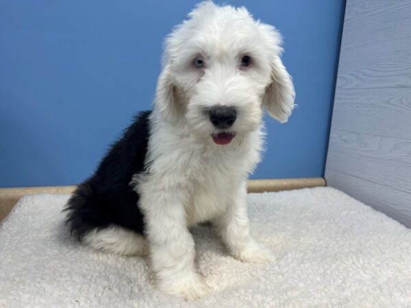 Sheepadoodle 2nd gen-DOG-Male-Black / White-21578-Petland Batavia, Illinois