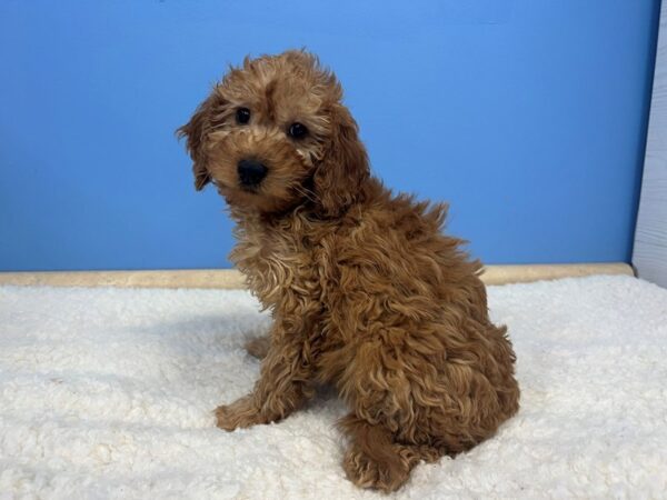 Goldendoodle Mini 2nd Gen Dog Female Red 21570 Petland Batavia, Illinois