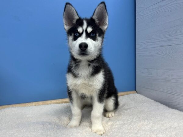 Siberian Husky Dog Male Black / White 21584 Petland Batavia, Illinois