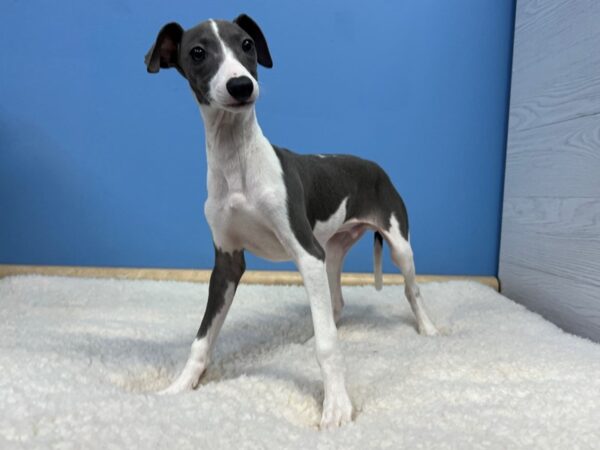 Italian Greyhound Dog Male Blue / White 21582 Petland Batavia, Illinois