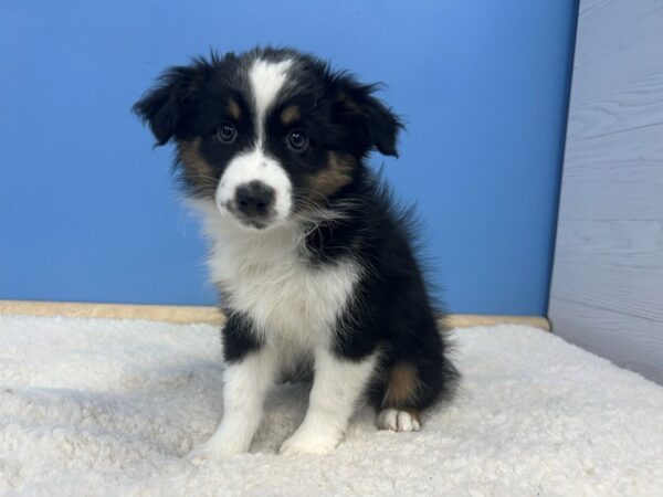 Australian Shepherd Dog Female Black Tri 21585 Petland Batavia, Illinois