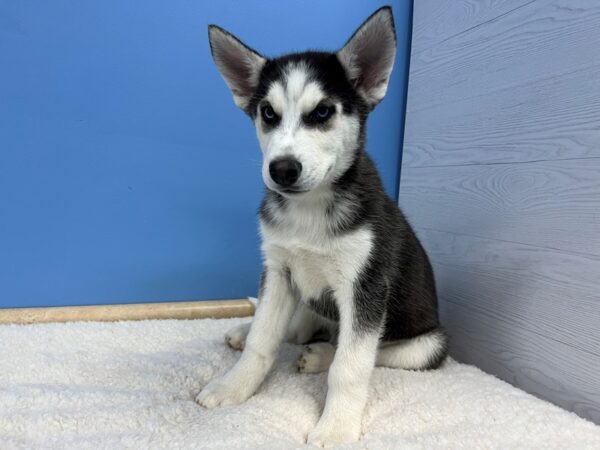 Siberian Husky Dog Male Black / White 21596 Petland Batavia, Illinois