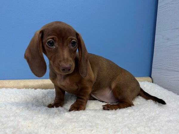 Dachshund Dog Female Red 21587 Petland Batavia, Illinois