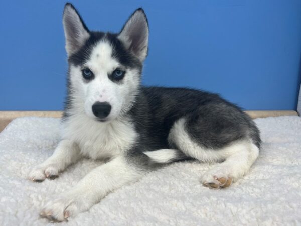 Siberian Husky DOG Female Black / White 21592 Petland Batavia, Illinois