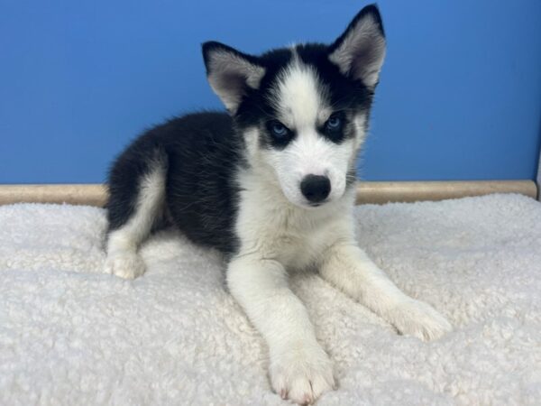 Siberian Husky Dog Male Black / White 21591 Petland Batavia, Illinois