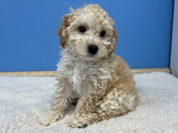 Bichon Poo Dog Male Red 21593 Petland Batavia, Illinois