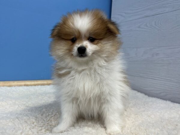 Pomeranian Dog Male Brown 21583 Petland Batavia, Illinois