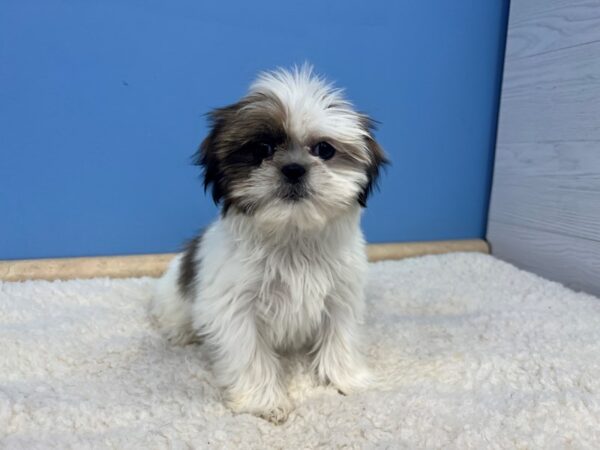 Shih Tzu Dog Female White / Gold 21610 Petland Batavia, Illinois