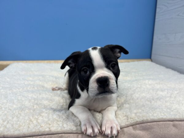 Boston Terrier Dog Female Black / White 21615 Petland Batavia, Illinois