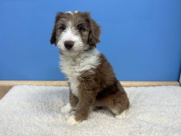 Aussiedoodle-Dog-Male-Red Merle-21613-Petland Batavia, Illinois