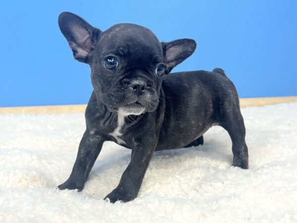 French Bulldog Dog Female Black Brindle 21609 Petland Batavia, Illinois