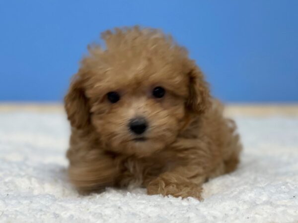 Poodle Mini Dog Male Red 21492 Petland Batavia, Illinois