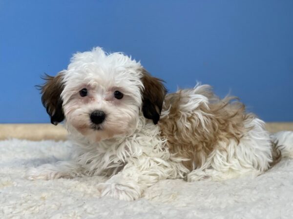 Havanese Dog Female Brown / White 21524 Petland Batavia, Illinois