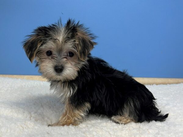 Morkie Dog Male Black / Tan 21542 Petland Batavia, Illinois