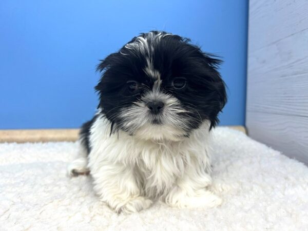 Shih Tzu Dog Male Black / White 21557 Petland Batavia, Illinois