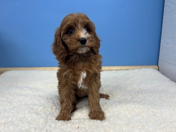 Cava Poo Dog Female Red 21574 Petland Batavia, Illinois