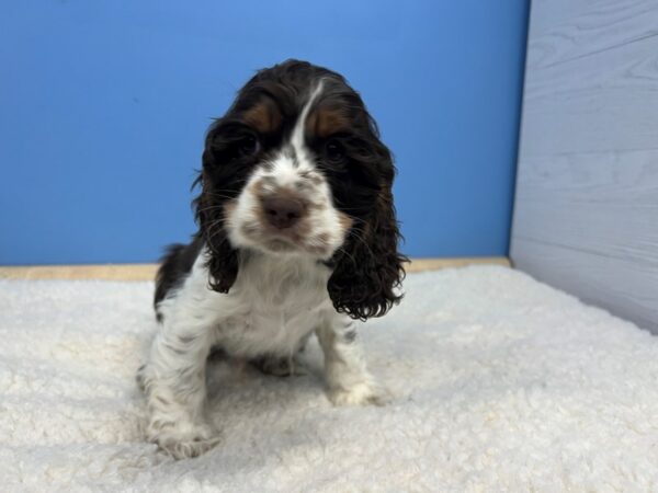 [#21565] Chocolate and White, Tan Markings Male Cocker Spaniel Puppies For Sale