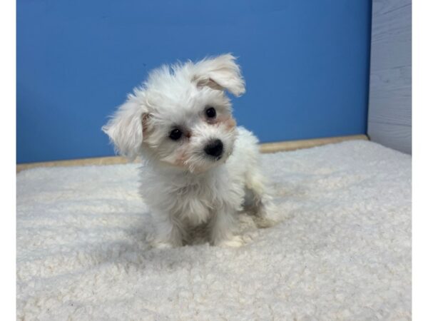 Bichon Frise Dog Female White 21579 Petland Batavia, Illinois