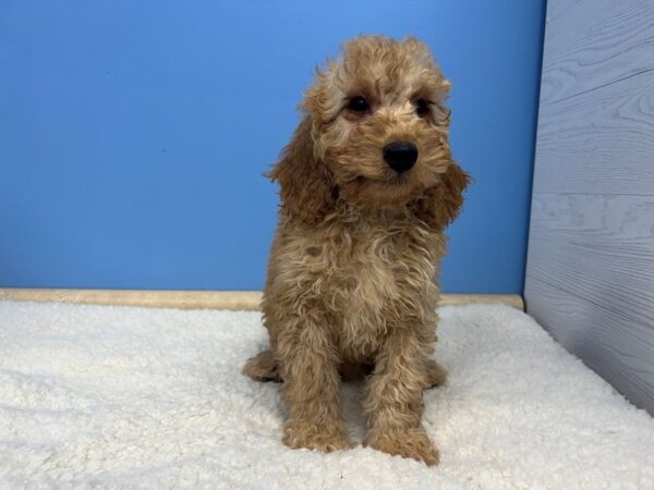 [#21567] Red Male Goldendoodle Mini 2nd Gen Puppies For Sale